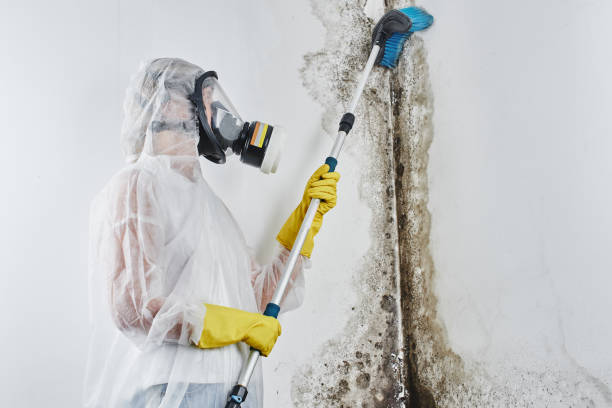 Best Black Mold Removal  in Spring Lake, MI