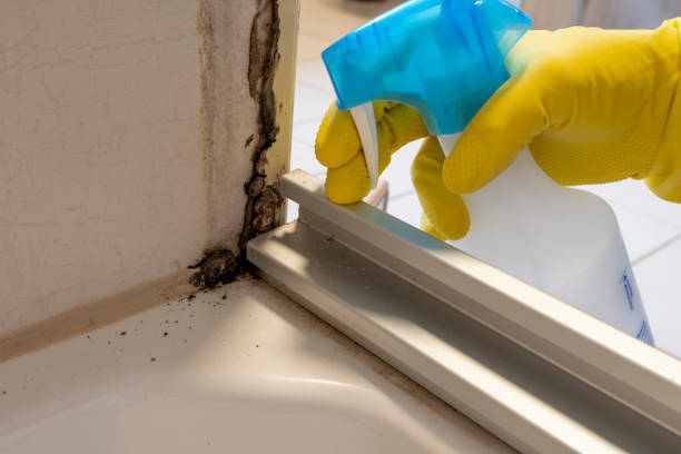 Certified Mold Removal in Spring Lake, MI