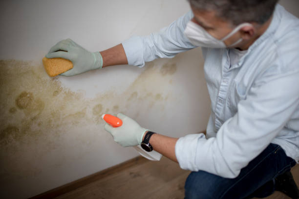 Best Black Mold Removal  in Spring Lake, MI