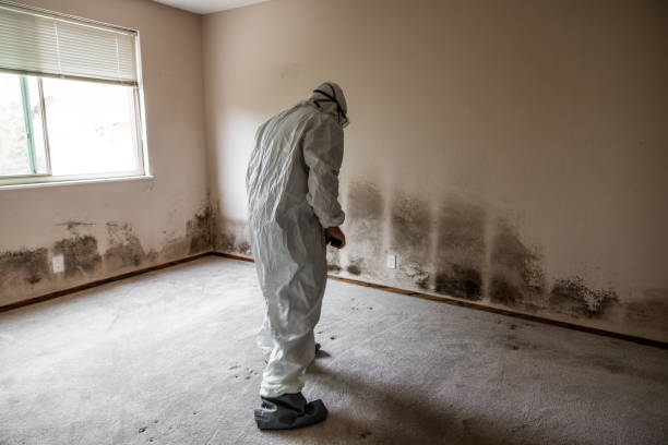 Best Affordable Mold Removal  in Spring Lake, MI