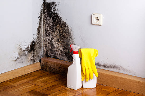 Best Professional Mold Removal  in Spring Lake, MI