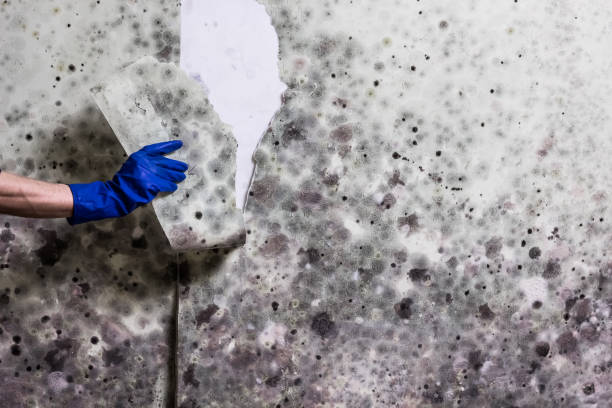 Best Fast Mold Removal  in Spring Lake, MI