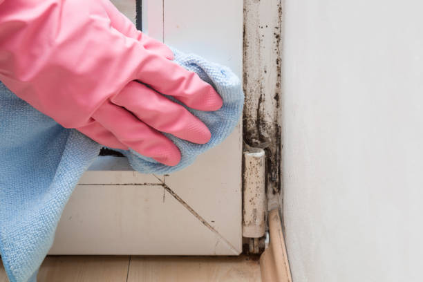 Best Mold Testing  in Spring Lake, MI