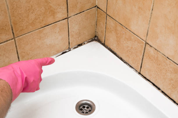 Best Mold Removal Specialists  in Spring Lake, MI